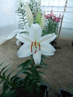 [4312 Nobel GA No201.JPG]